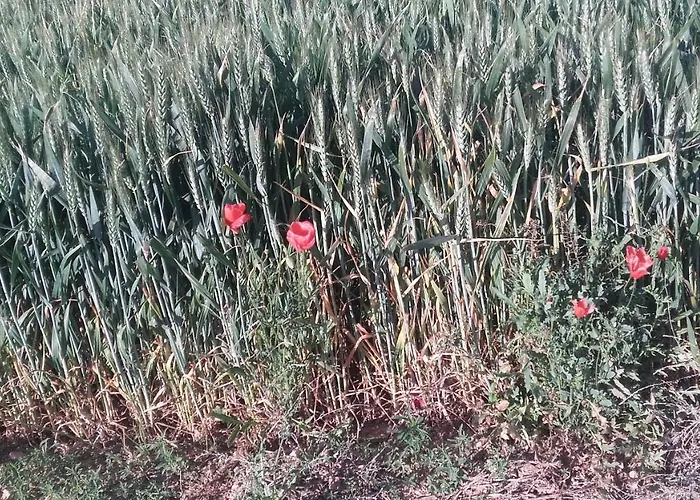 Casa di campagna Casa Rosalia